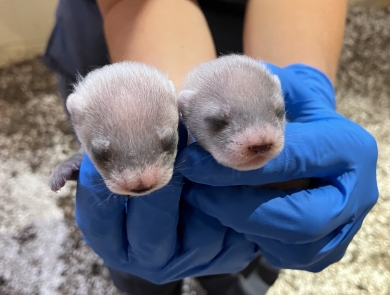 Two small black-footed ferret kits being held by staff