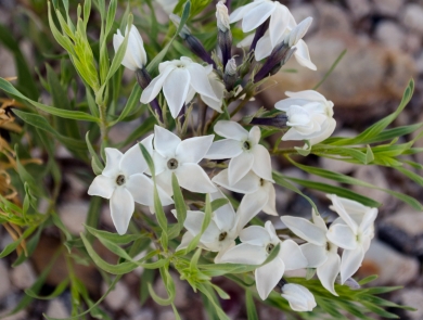 a small plant with many five-petaled white flowers