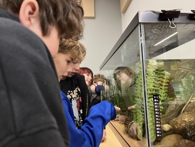 a closeup of a number of students looking closely at American eels in an aquatic tank. One of the students in the front stands pointing at the eels