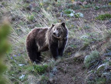 Grizzly bear standing on a slope