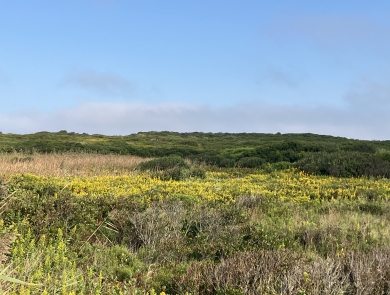 A landscape covered with scrubby coastal vegetation