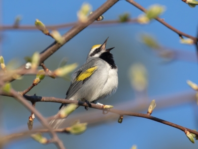 A golden-winged warbler singing from a tree branch