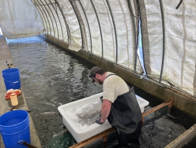 A man standing in a raceway, picking up fish from a white tub.