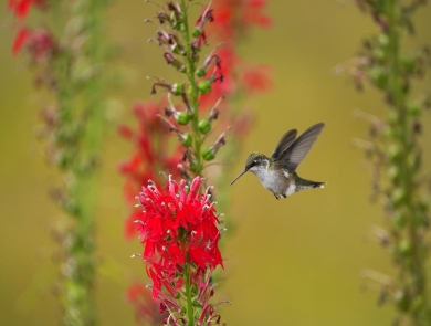 A ruby-throated hummingbird flies up to a bright red flower to investigate.