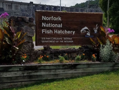Norfork National Fish Hatchery Entrance Sign