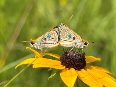 two small butterflies mating (standing back to back with wings touching) on a yellow flower with a black center (black eyed susan)