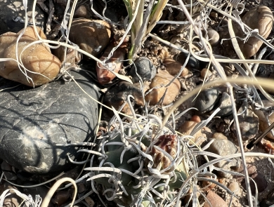 A small, dark green and globe-shape cactus covered in long ribbon-like spines blends into the rocky landscape.