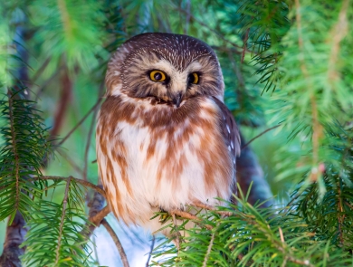 Northern saw-whet owl perched in a tree