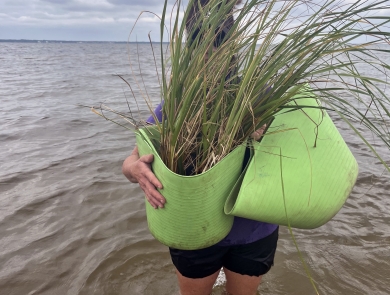 Choctawhatchee Basin Alliance staff carrying extremely healthy Spartina alterniflora plants from the boat