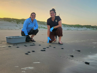 Staff from the Texas Parks and Wildlife Department and Coastal Program release Kemp’s ridley hatchlings at Padre Island National Seashore.