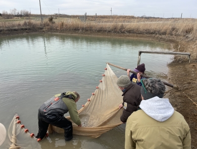 Four people working together to capture tiny fish using a large net