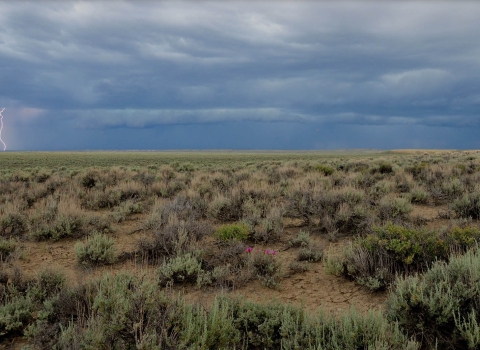 Ominous looking clouds roll across a sea of green sagebrush, with pink flowers popping among the greenery and brown soil. Lightning strikes in the distance