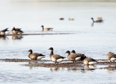 Virtually the entire population of Pacific black brant feed and rest on Izembek Lagoon.