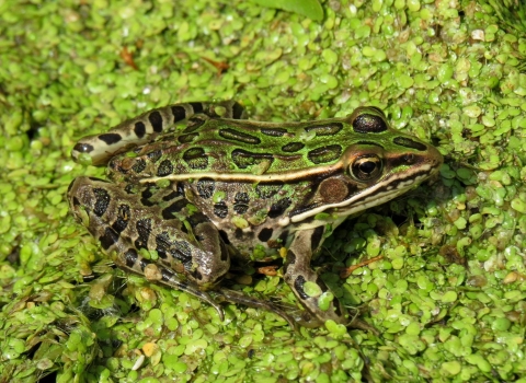 Northern Leopard Frog