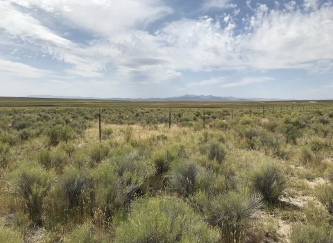 Landscape view of green sagebrush underneath a blue sky filled with fluffy clouds.