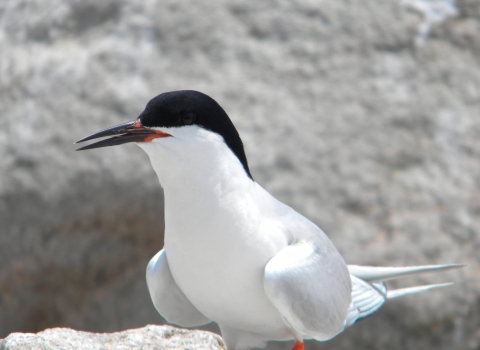 A picture of a roseate tern, and black and white bird on a beach