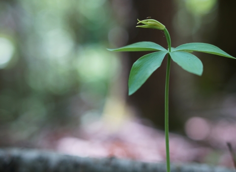 A picture of small whorled pogonia, a small green plant with a thin stem and leaves