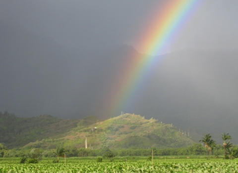 Two Hawaiian geese stand under a rainbow