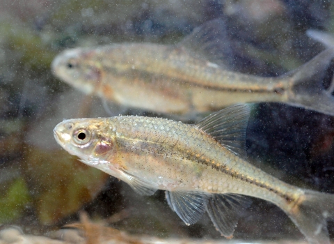 Pair of oregon chub swimming