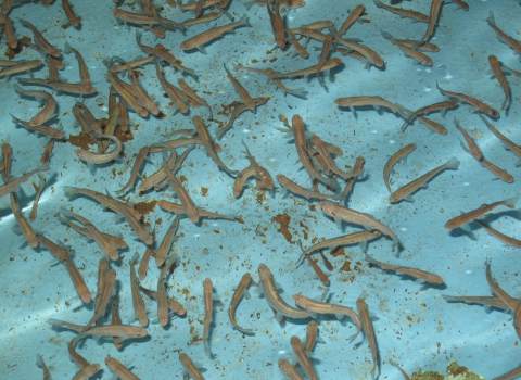 Greenback Cutthroat Trout at Leadville National Fish Hatchery