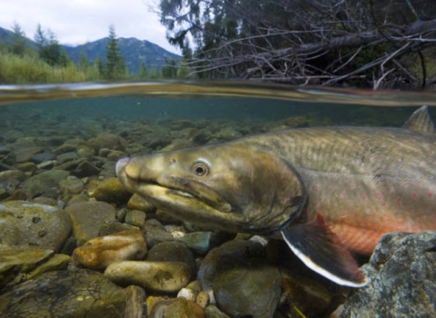 Bull trout underwater