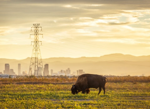 A brown bison grazes in the foreground with Denver and the Rocky Mountains rising in the background