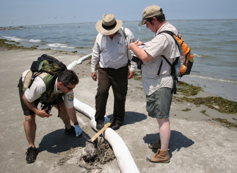 Biologists collect a dead bird next to an oil boom on the Gulf shore