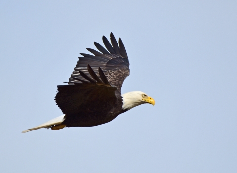 A large bird with brown feathers, white head, and yellow beak flies against a pale blue sky