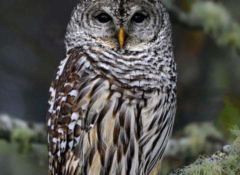 A brown owl with white streaks and spots sits in a tree with green moss and needles.