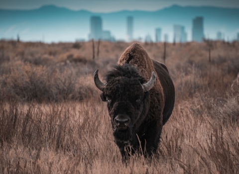 A large bison standing in a dry prairie with the city of Denver in the background