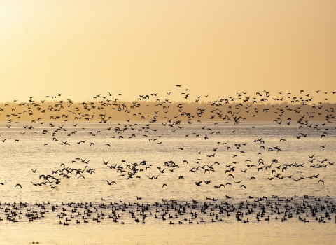 A large group of birds flies into an orange sunset with a hazy background of trees over water.