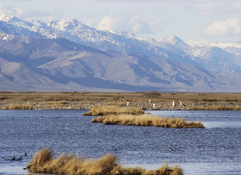 ducks flying over water with snow capped mountains in the background
