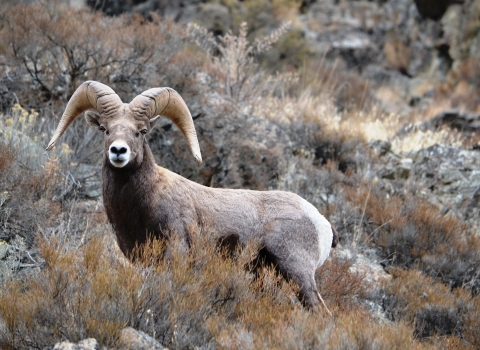 Oregon bighorn sheep