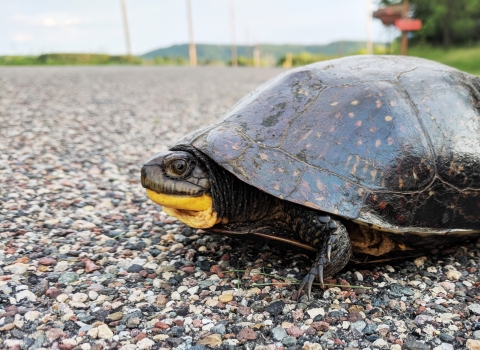 A Blanding's turtle crossing the road