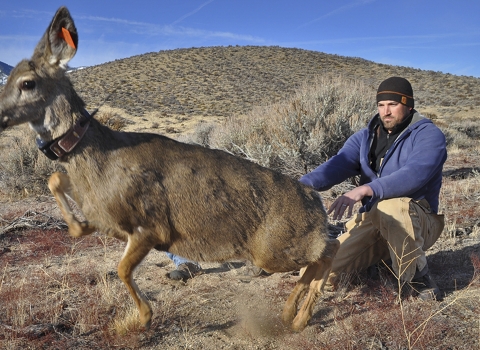 a man releasing a deer 