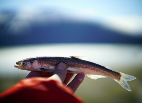 fish in a hand with mountains in the background