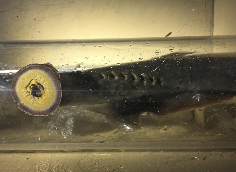 A parasitic eel-like fish with a gaping mouth