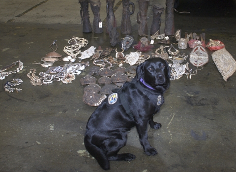 a black dog sitting in front of artifacts from Papua New Guinea including swords and shields made from animal parts and reptile products discovered in a warehouse.