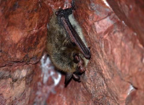 A northern long-eared bat in a cave