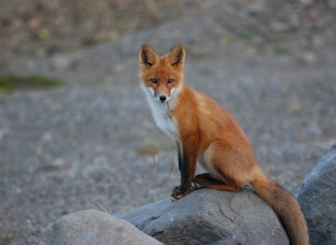 Red fox on a rock