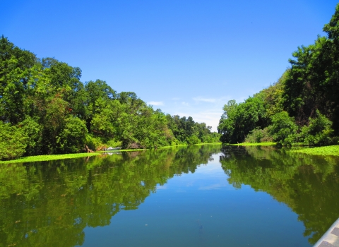 A view of the Sacramento River. Its flat, blue water is lined by bright green trees and vegetation. Blue skies are overhead.