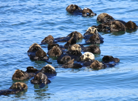 A group of sea otters forming a "raft" in the water