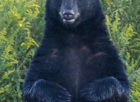 A black bear stands on its hind legs, facing camera.