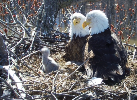 Two adult bald eagles with young in the nest