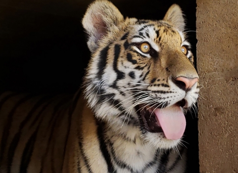 Panting adult Bengal tiger peers out of concrete enclosure