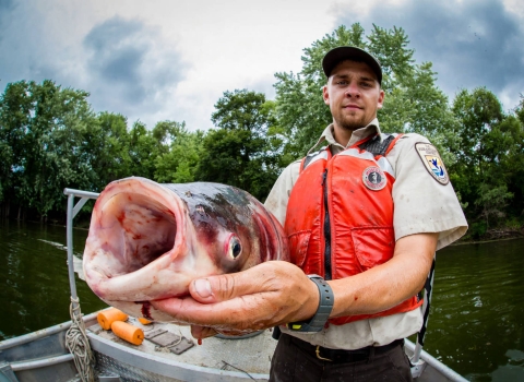 A biologist holding a fish about the size of his thigh