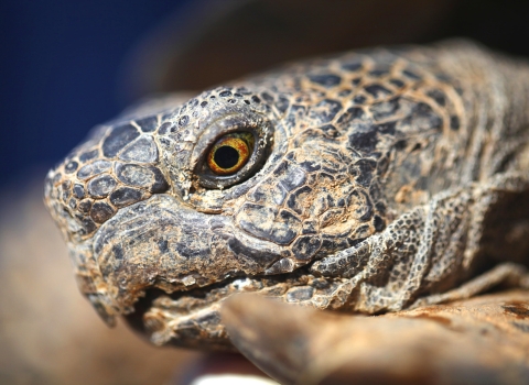 closeup of desert tortoise's face side profile