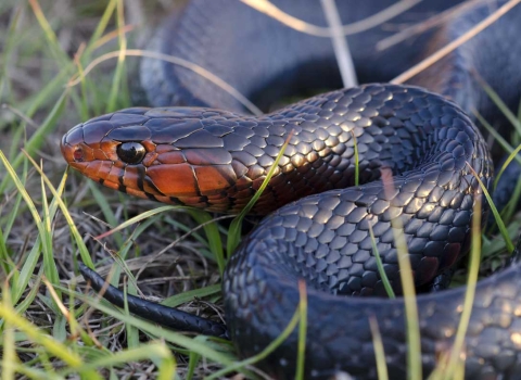 A jet black, scaly snake with a burnt orange colored face curled up in some grass