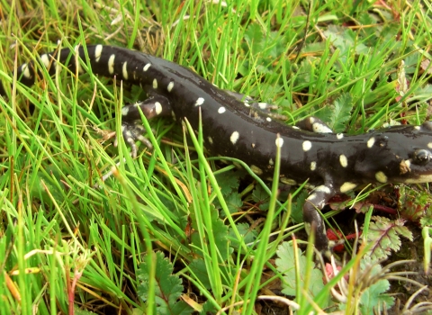California tiger salamander on grass