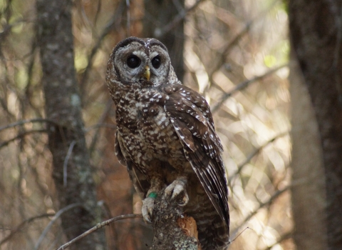 a brown owl with white spots sits on a snag with brown foliage in the background